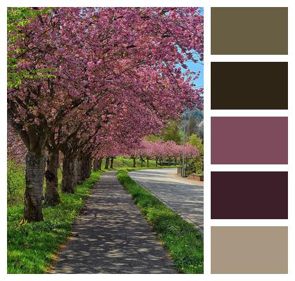 Cherry Blossom Tree Lined Avenue Pink Road Image